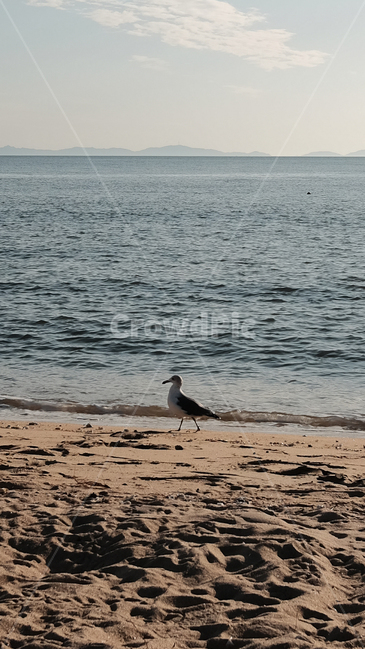 갈매기,바다,해변,동물,풍경,자연,새,해변,바다,beach,sea,조류,새,birds