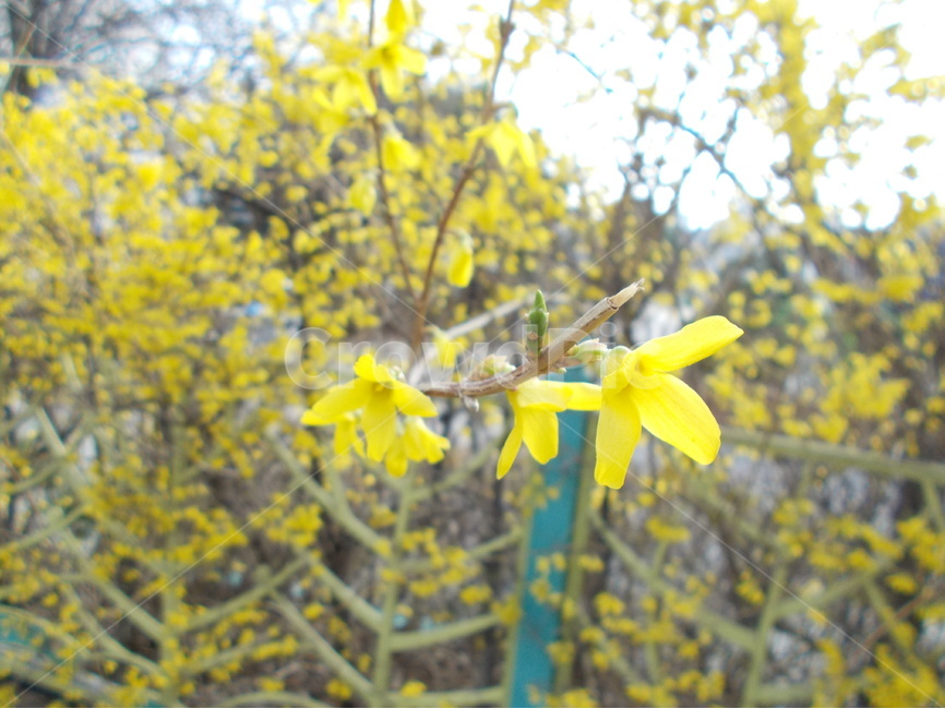 개나리,봄,노랑,꽃,울타리,자연,생명,봄,계절,spring,season,식물,자연,plants,nature,꽃,flower,plant
