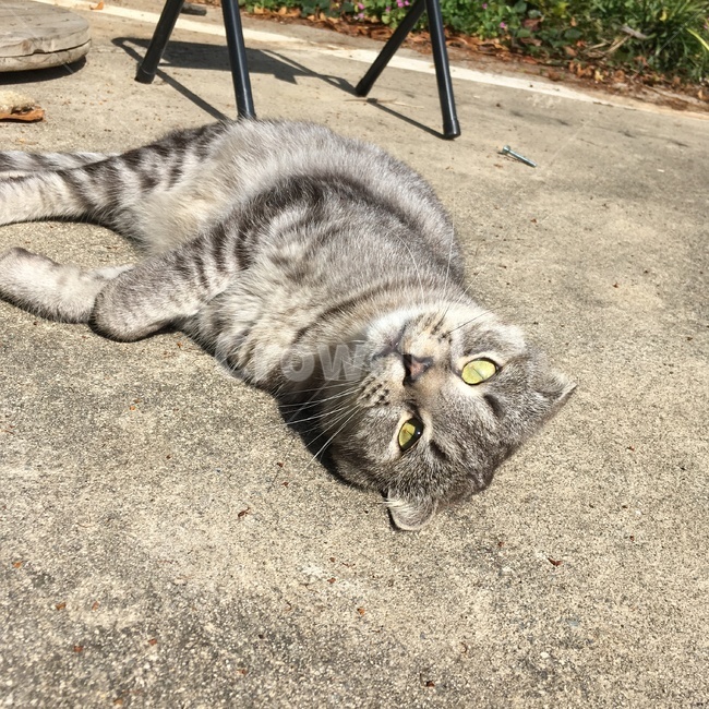 고양이,회색고양이,발라당,노란눈,고양이애교,동물,animal,포유류,mammal,고양이,cat,kitten,kitty