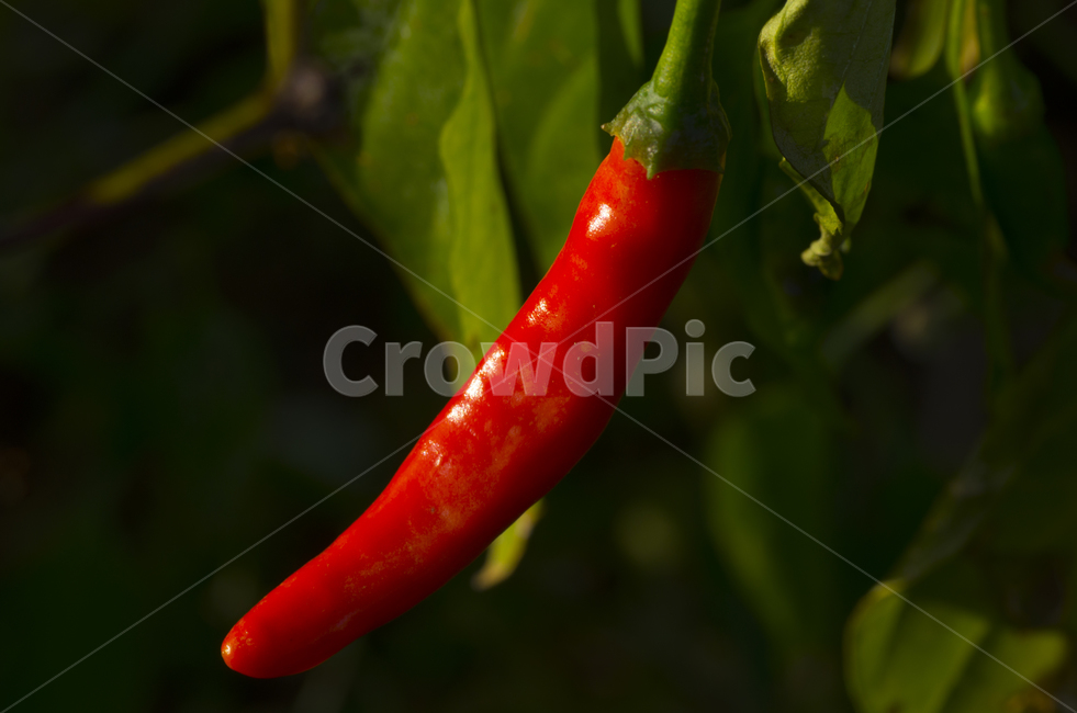 가을,고추,빨간고추,식물,접사,pepper,redpepper,red,hot,chilly,칠리,autumn,fall,plant,beauty,macro,closeup,매크로,확대,감성,자연,계절,클로즈업