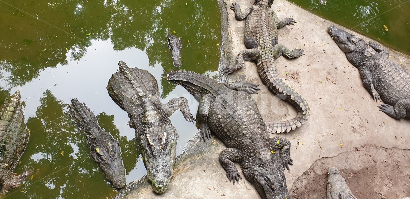 악어,crocodile,alligator,태국,동물,파충류,동물,animal,파충류,양서류,reptile,amphibian