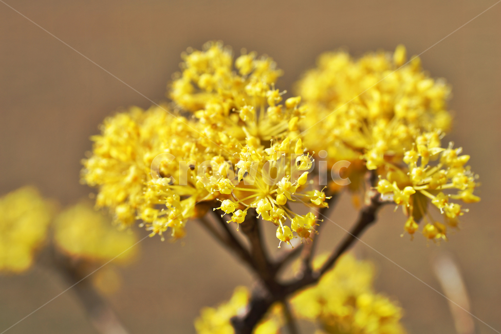 산수유,노란꽃,봄,계절,식물,꽃,식물,자연,plants,nature,꽃,flower