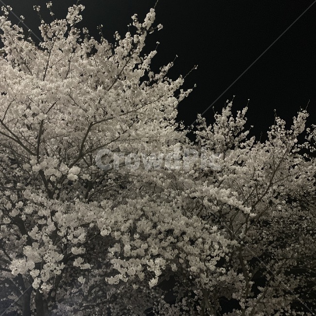 plant,식물,나무,벚꽃,꽃,밤,하늘,자연,야경,밤,풍경,nightscape,night,landscape