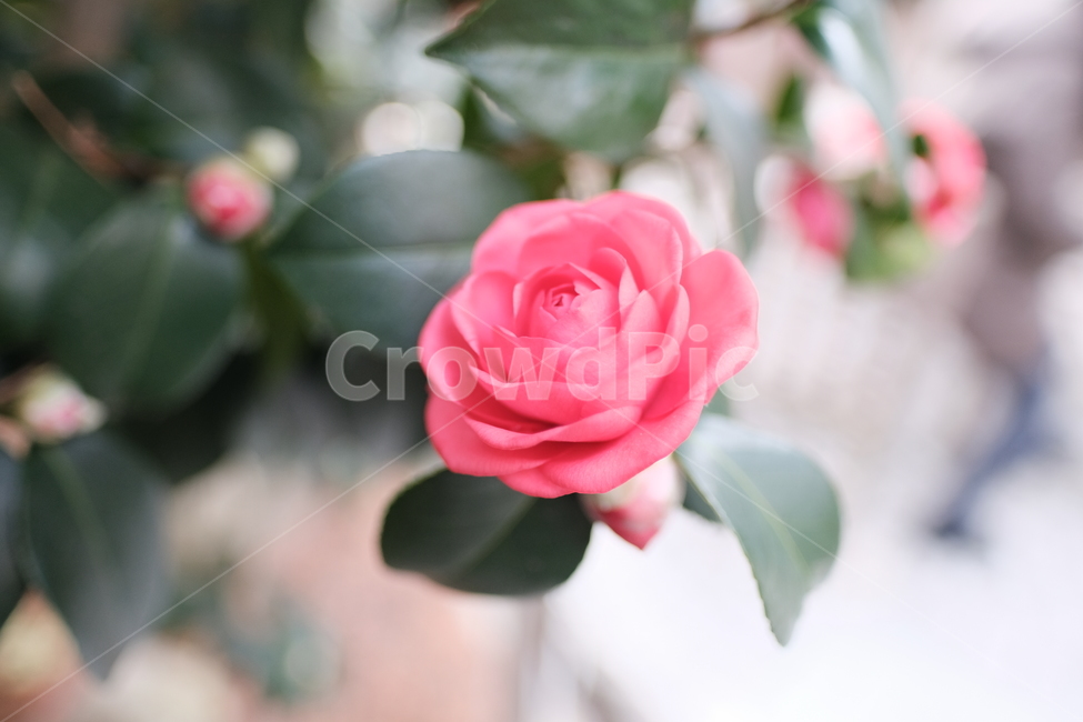 식물,꽃,자연,동백,동백꽃,분홍꽃,분홍,식물,자연,plants,nature,꽃,flower