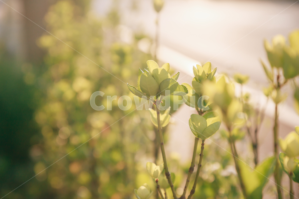 초록,햇살,햇볕,풀,풀잎,식물,자연,plants,nature,감성,sensible,feeling,휴식,힐링,rest,relaxation,healing