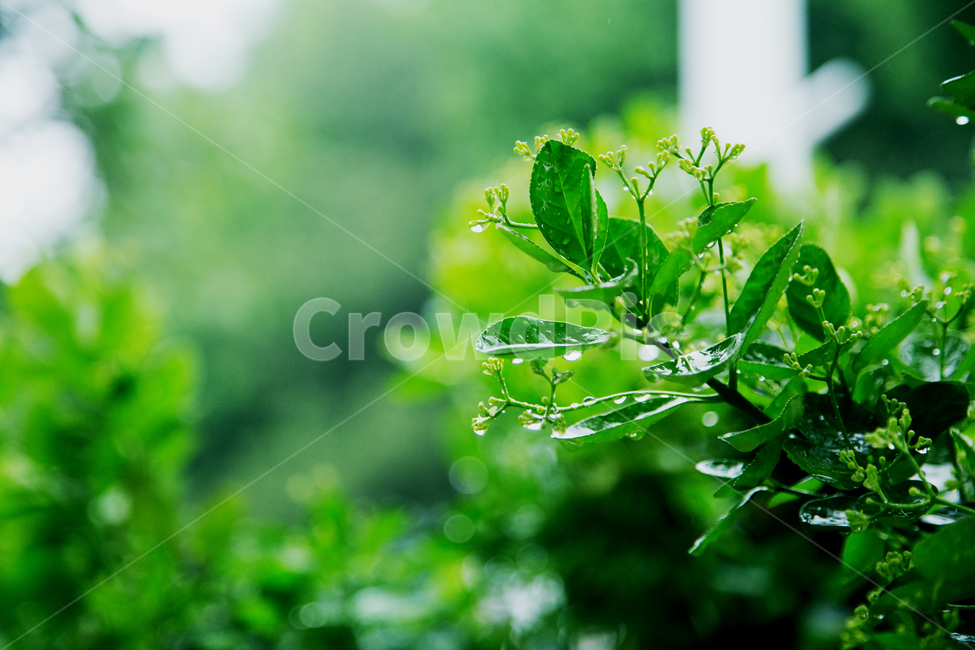 빗방울,흐린날씨,비,장마,나뭇잎,나무,녹색,식물,자연,plants,nature,비,비오는날,rain,rainy
