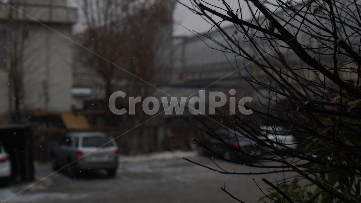 눈,snow,첫눈,나뭇가지,gloomy,겨울,계절,winter,season