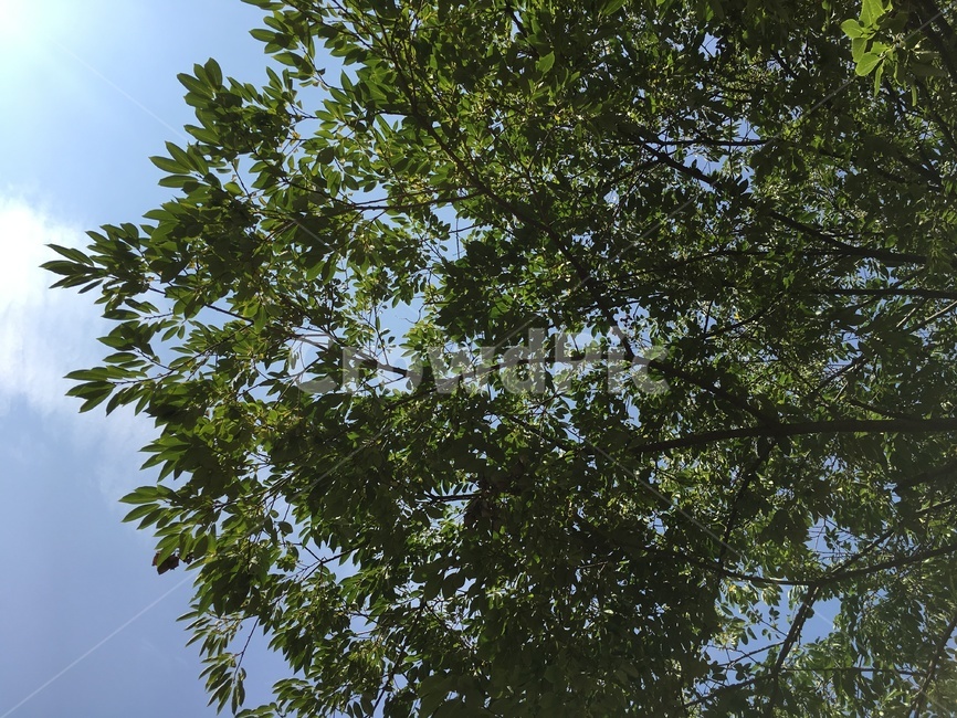 하늘,나무,나뭇잎,plant,tree,leaf,자연,바람,풍경,녹색,여름,식물,나무줄기,nature,숲