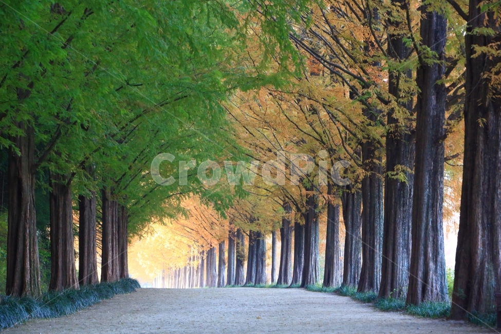 담양,메타세쿼이아길,가을,풍경,단풍,가을,계절,fall,autumn,season,자연,풍경,nature,landscape,한국자연풍경,한국자연경관,korea nature landscape,식물,plants,나무,trees,wood,plant,tree,tree trunk,나무 줄기