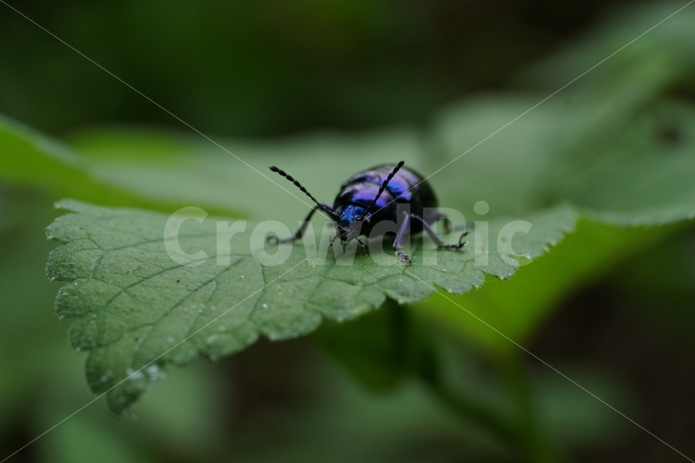 중국청람색잎벌레,Chrysochuschinensis,곤충,insect,벌레,자연,nature,식물,여름,summer,딱정벌레,7월,접사,macro,이파리,동물,animal,근접촬영,감성,감성사진,힐링,힐링사진,생명,신비,신비한,신비하다,신기,신기한,신기하다,snap,스냅,스냅사진,스냅샷,스넵,스넵사진,스넵샷,snapshot,그린,green,녹색,연두,연두색,윤기,광,반들반들,매끈매끈,풍경,landscape,한국자연,한국의자연,동물,animal,곤충,벌레,insect,bug