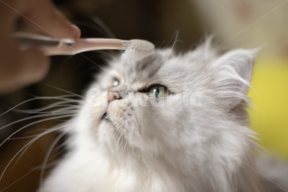 고양이,cat,페르시안,페르시안친칠라,애완동물,pet,동물,animal,포유류,mammal,고양이,cat,kitten,kitty