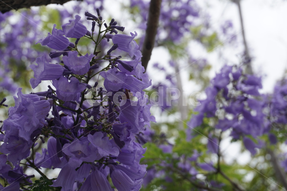 자카란다,꽃,보라,나무,호주,jacaranda,flowers,purple,violet,tree,australia,식물,자연,plants,nature,꽃,flower