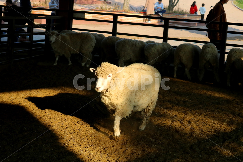 양,동물,포유류,초식동물,자연,목장,안성팜랜드,동물농장,동물,animal,포유류,mammal