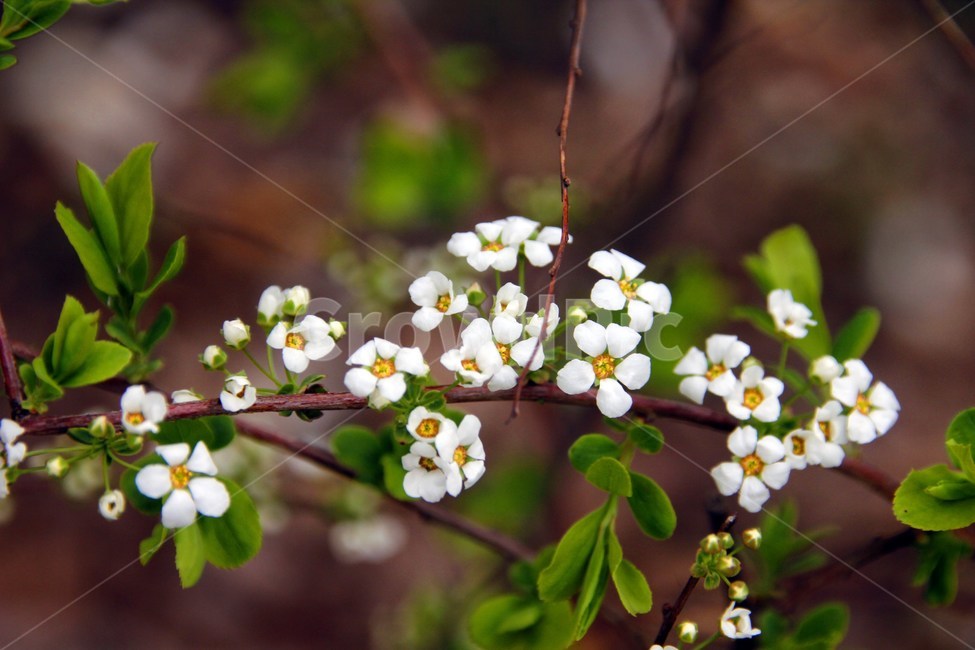plant,식물,blossom,geranium,제라늄,flower,꽃,식물,자연,plants,nature,꽃,flower