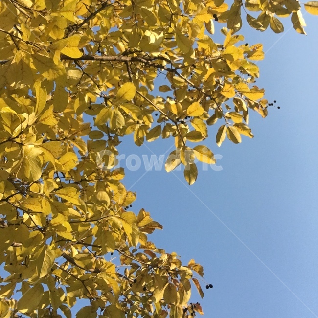 노랑색,단풍나무,단풍잎,하늘,sky