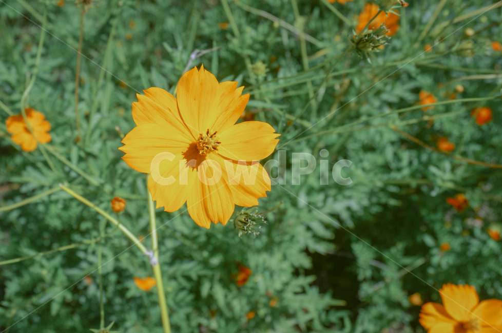 노란꽃,노랑노랑,색감,꽃,정원,식물,자연,초록,yellow,color,flower,garden,plant,nature,green,greenery,식물,자연,plants,nature,꽃,flower