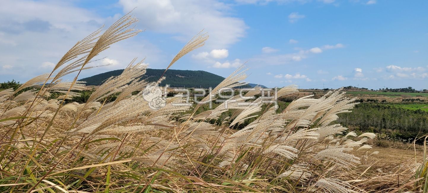 sky,hill,mountain,Hill,Silver grass,Silver grass colony,jeju island,rise