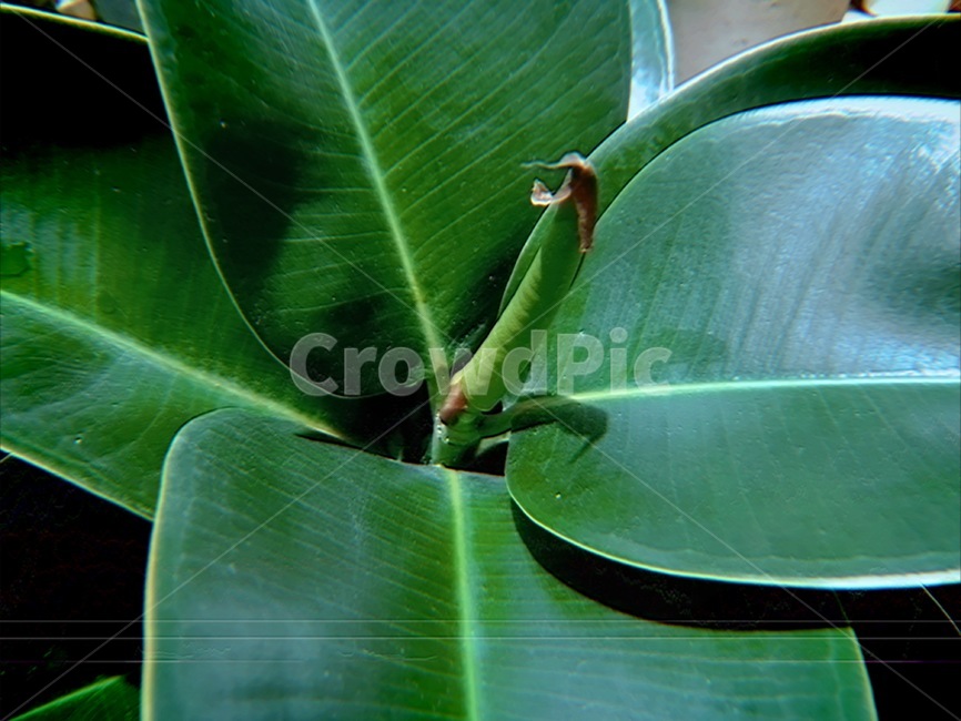 새싹,초록,식물,잎,새잎,고무나무,힐링,생명,신선한,식물,자연,plants,nature
