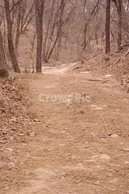 산,가을,고독한,나무,감성,자연,풍경,nature,landscape,ground,바닥,dirt road,흙길,road,도로,gravel,자갈