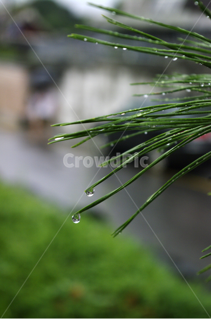 잎,물방울,식물,plant,자연,nature,식물,자연,plants,nature,비,비오는날,rain,rainy