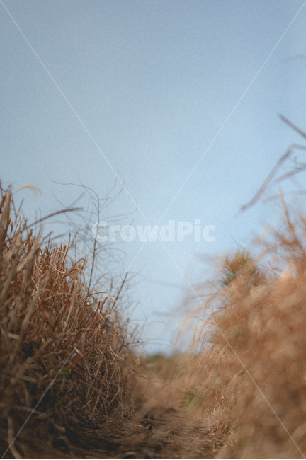 길,풀,풀밭,산책,감성,road,제주도,하늘,초원,sky,nature,grass,휴식,rest,relaxation,grassland,목초지,field,들,옥외,outdoors,자연,오름