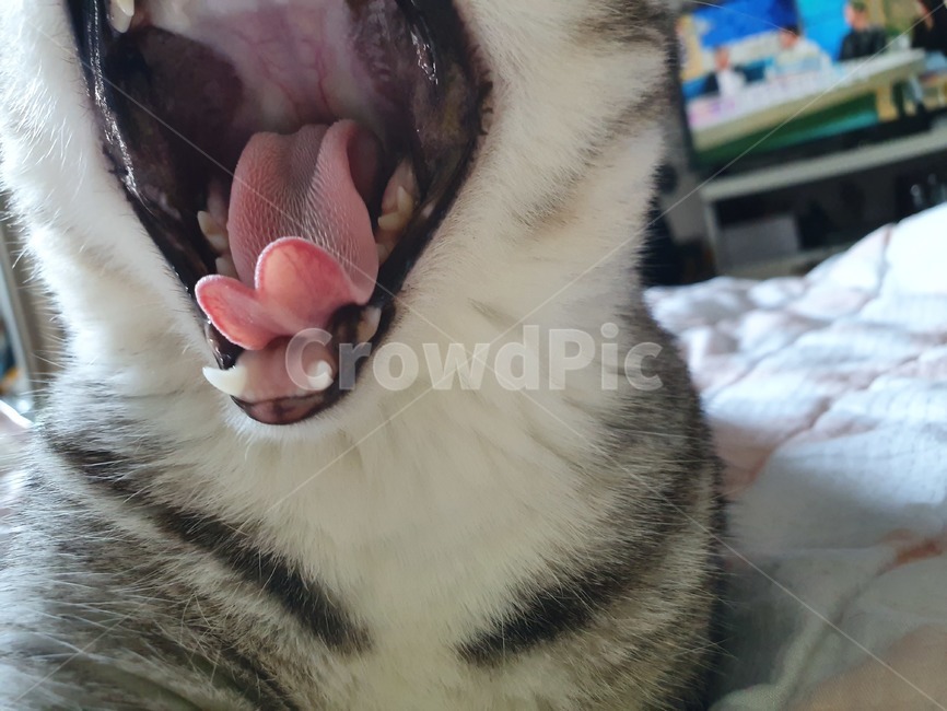 집냥이,코숏,반려동물,cat,하품,고양이입,코리안숏헤어,고등어태비