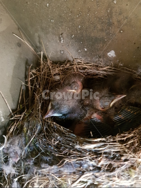 자연,조류,새,새끼,bird,둥지,동물,animal,조류,새,birds