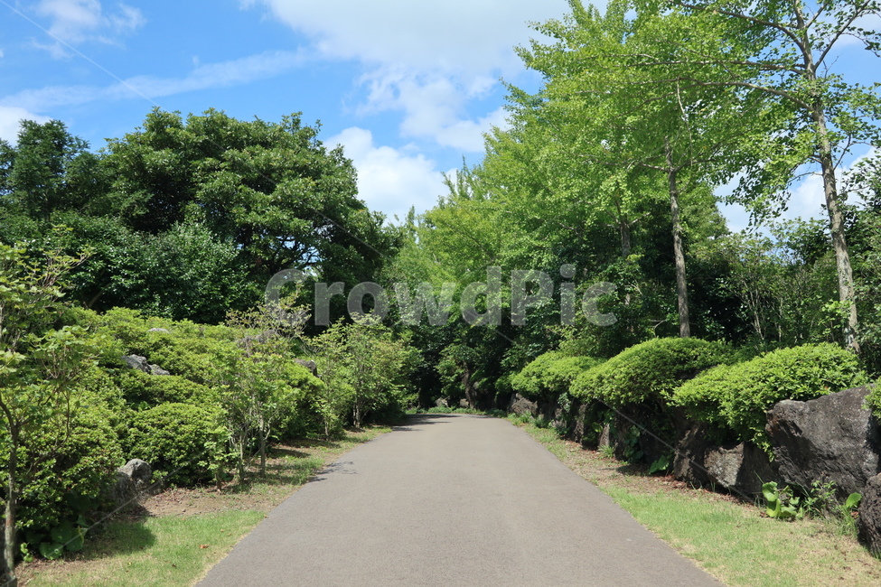 도로,road,자연,화창,푸르름,길,제주,제주도,jeju,자연,풍경,nature,landscape,outdoors,옥외