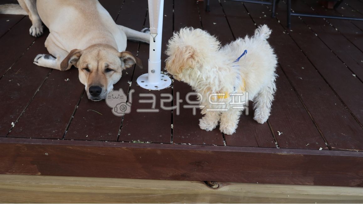 강아지,반려견,반려동물,puppy,애완견,dog,동물,pet,애완동물,mammal,개,포유류,animal,아기강아지,말티즈