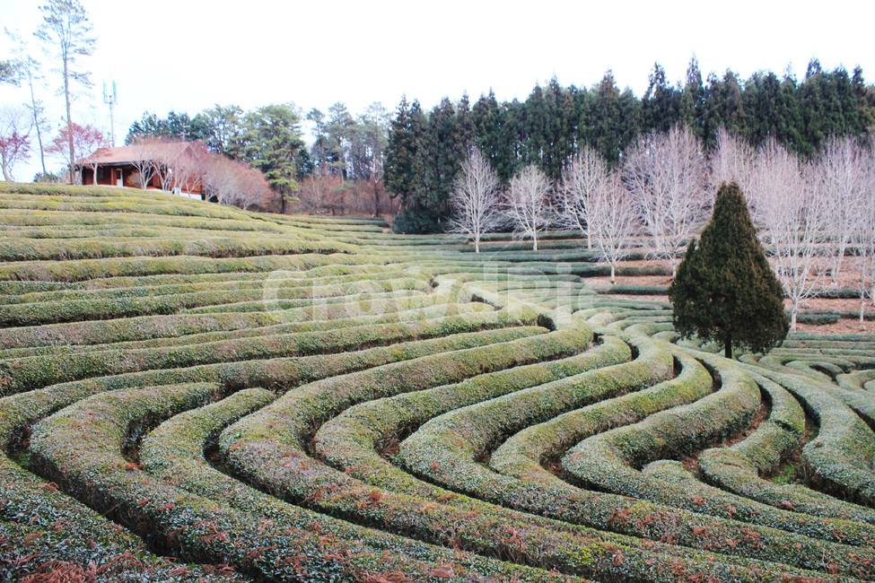 보성,녹차밭,녹차,푸르름,녹색,싱그러운,자연,greentea,nature,landscape,나무,겨울,자연,풍경,nature,landscape,한국자연풍경,한국자연경관,korea nature landscape