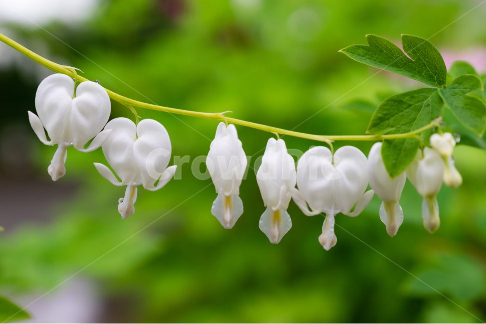 금낭화,꽃,dicentraspectabilis,자연,flower,natural,식물,자연,plants,nature,꽃,flower