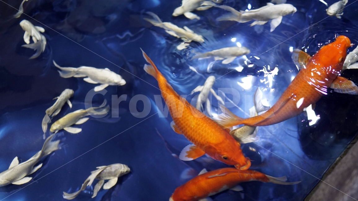 물고기,잉어,열대어,붕어,생선,어류,수족관,낙시,fish,어항,금붕어,수산,해양,바다,생물,동물,물속,바다속,바닷속,animal,수중,생명,자연,nature,물결,동물,animal,어류,물고기,fish