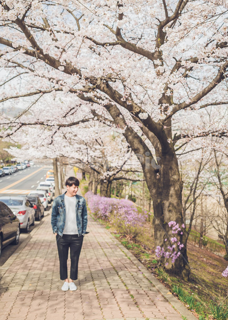 남자,인물,벚꽃,봄,man,봄,계절,spring,season,사람,인물,인간,human,person,남성,남자,man,male,plant,식물,car,차,transportation,교통,vehicle,차량,automobile,자동차