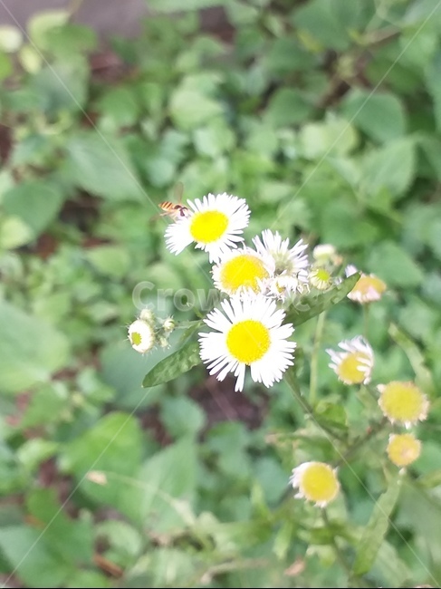 벌,꽃,자연,노랑,흰색
