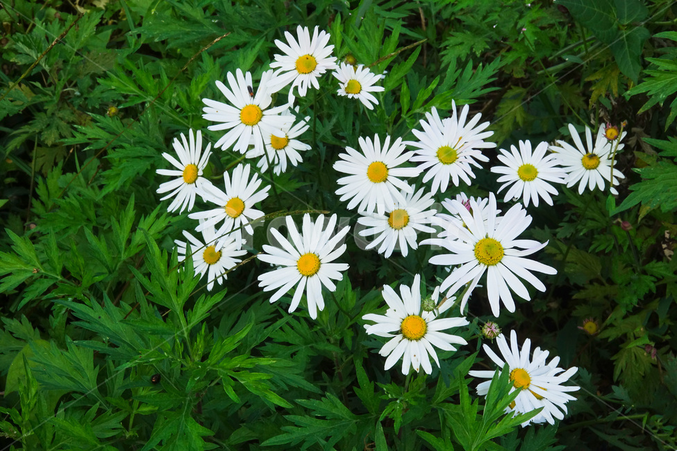 식물,꽃,구절초,야생화,국화과,가을,식물,자연,plants,nature,꽃,flower