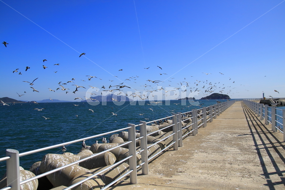 옹진군울도,방파제,섬여행,갈매기사진,갈매기,자연,풍경,nature,landscape,한국자연풍경,한국자연경관,korea nature landscape,동물,animal,조류,새,birds,handrail,난간,banister,bird