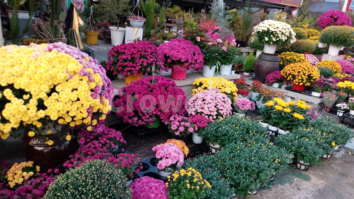꽃,정원,국화꽃,flower,gardening