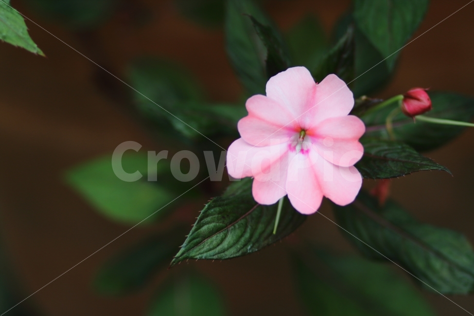 꽃,감성,느낌,허브아일랜드,이름,사랑,분홍,식물,자연,plants,nature,꽃,flower