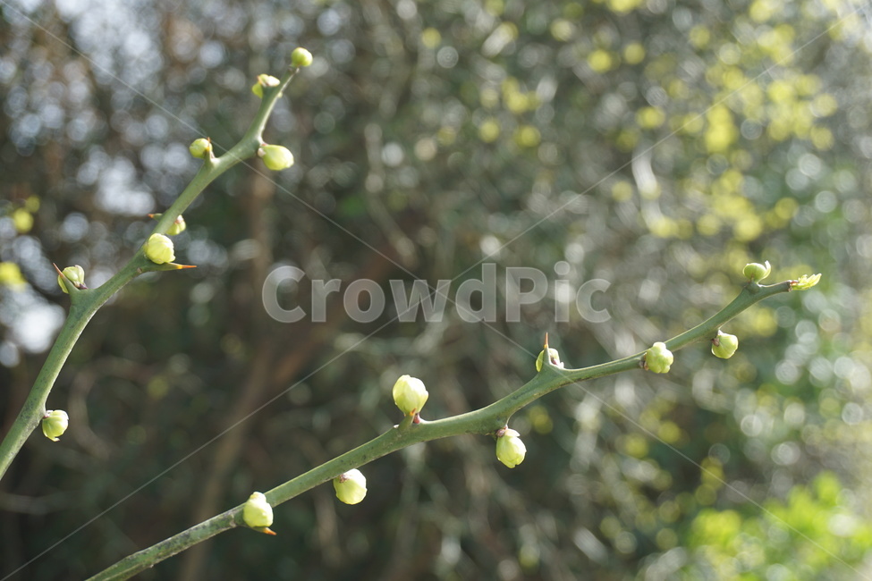 봄,4월,탱자나무,탱자나무가시,녹색,연두색,새순,가시,봄,계절,spring,season,식물,자연,plants,nature,plant