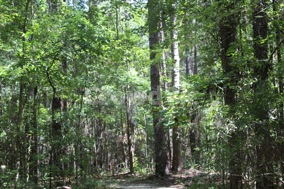 풀,초록색,잎,나뭇잎,plant,식물,tree,나무,outdoors,자연,woodland,forest,nature