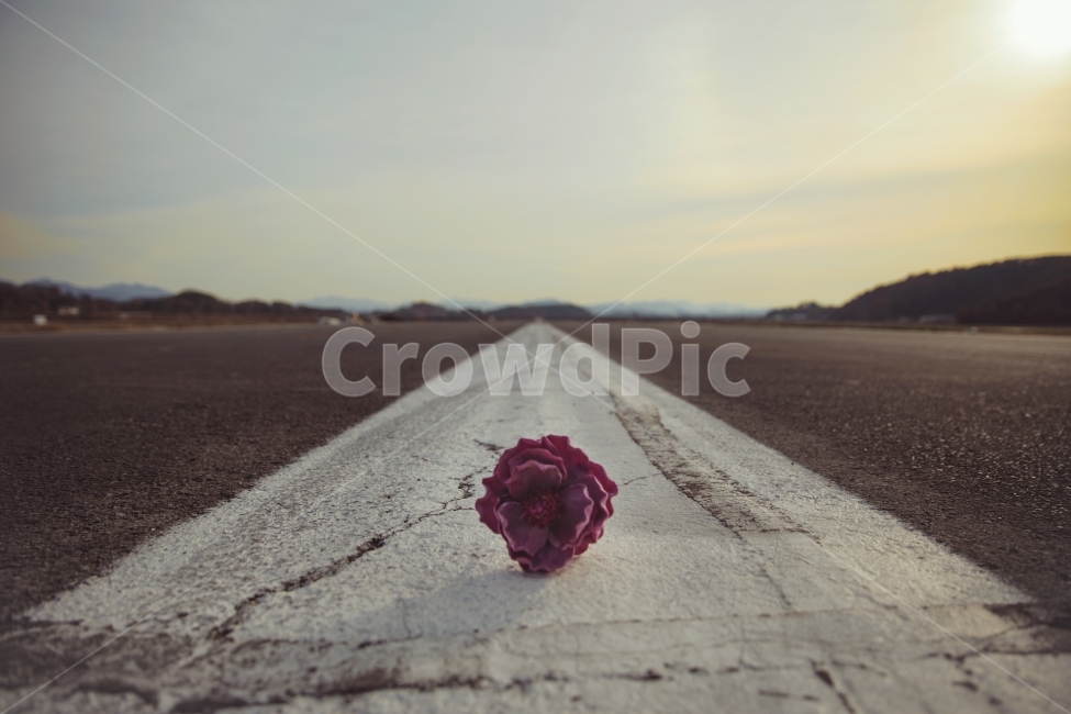 감성사진,꽃,도로,따뜻함,한송이,식물,자연,plants,nature,꽃,flower,감성,sensible,feeling