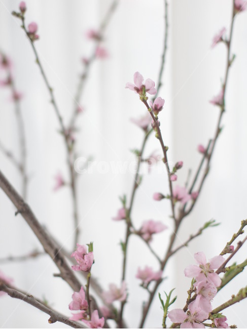 복사꽃,복숭아꽃,봄꽃,꽃,flower,꽃몽우리