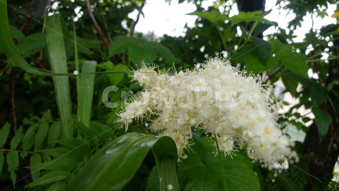 식물,plant,꽃,나무,화초,식물,자연,plants,nature,꽃,flower