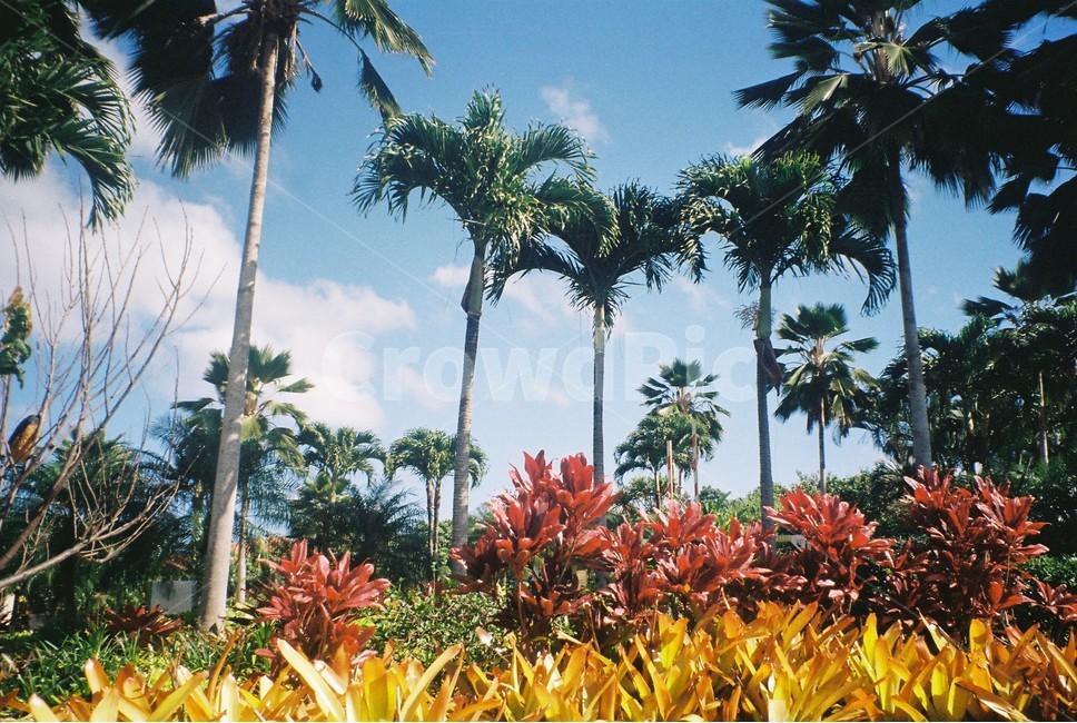팜트리,야자나무,컬러풀,자연,palmtree