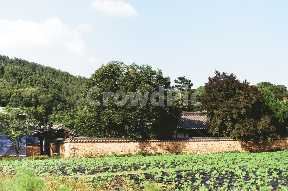 자연,풍경,나무,초록,한옥,시골,시골,마을,풍경,landscape,country,rural,town,한국전통,한국문화,korean traditional,korean culture
