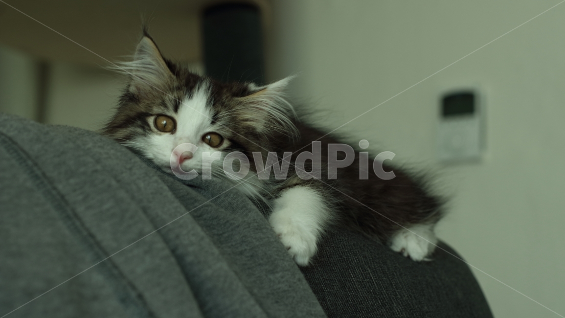 고양이,동물,아기고양이,노르웨이숲,냥이,애완동물,동물,animal,포유류,mammal,고양이,cat,kitten,kitty