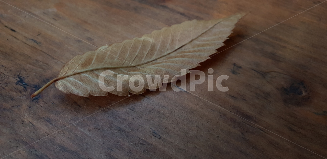 카페,낙엽,나뭇잎,단풍,가을,가을,계절,fall,autumn,season,leaf,잎,plant,식물
