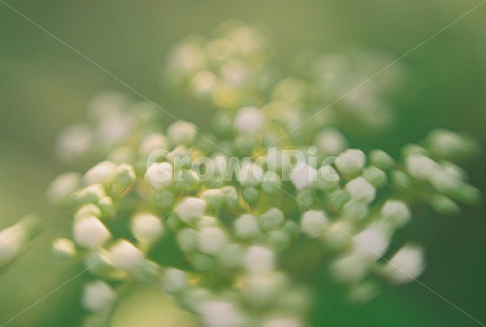 접사,꽃,꽃망울,초록,연두,식물,자연,plants,nature