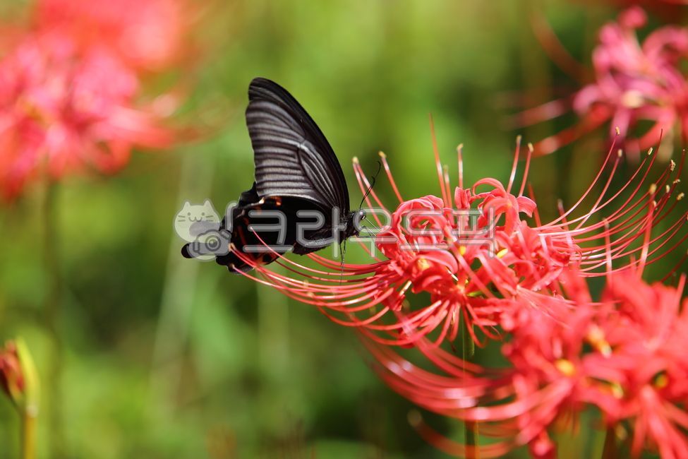 석산,꽃무릇,나비,꽃나비,대비,곤충,벌레,insect,bug