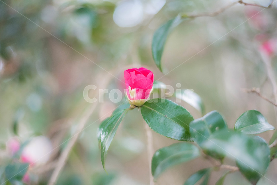 꽃,동백나무,동백,카멜리아힐,플라워,식물,자연,plants,nature,꽃,flower,감성,sensible,feeling